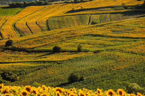 Sunflower Field, Oil Production, Agricultural Field, Yellow Color