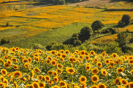Sunflower Field, Oil Production, Agricultural Field, Yellow Color