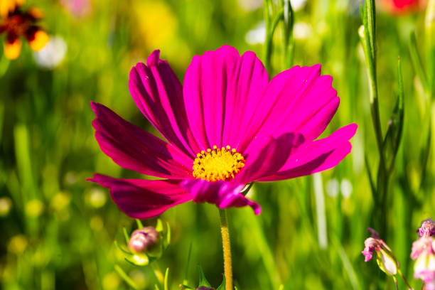 Cosmos in the field, wildflower meadow laid out for the bees Cosmos in the field, wildflower meadow laid out for the bees schmuckkörbchen stock pictures, royalty-free photos & images