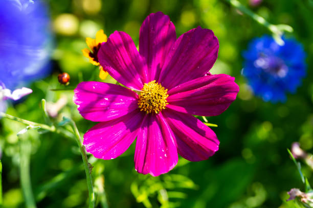 Cosmos in the field, wildflower meadow laid out for the bees Cosmos in the field, wildflower meadow laid out for the bees schmuckkörbchen stock pictures, royalty-free photos & images