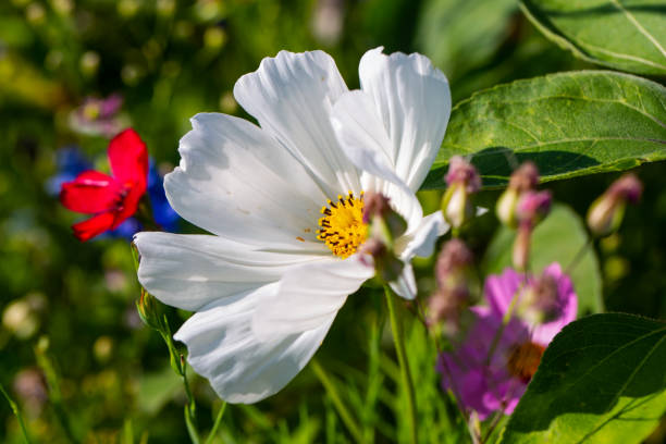 Cosmos in the field, wildflower meadow laid out for the bees Cosmos in the field, wildflower meadow laid out for the bees schmuckkörbchen stock pictures, royalty-free photos & images