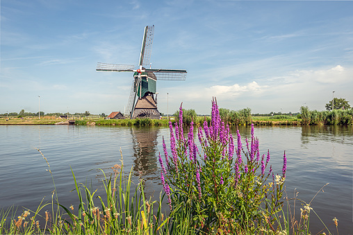 Typical Dutch landscape with a windmill reflected in the water surface. Purple loosestrife flowers are in the foreground. The mill is a polder mill that pumped out the excess water from the polder.
