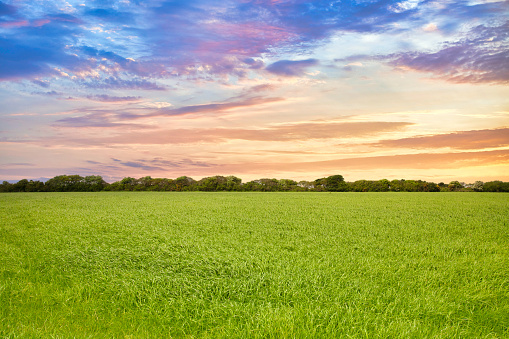 A bright green grassy field during a dramatic sunset.