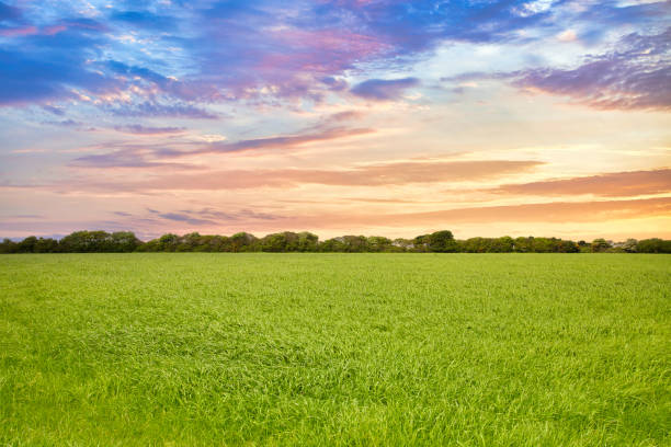 trawiaste pole o zachodzie słońca - grass area grass summer horizon zdjęcia i obrazy z banku zdjęć