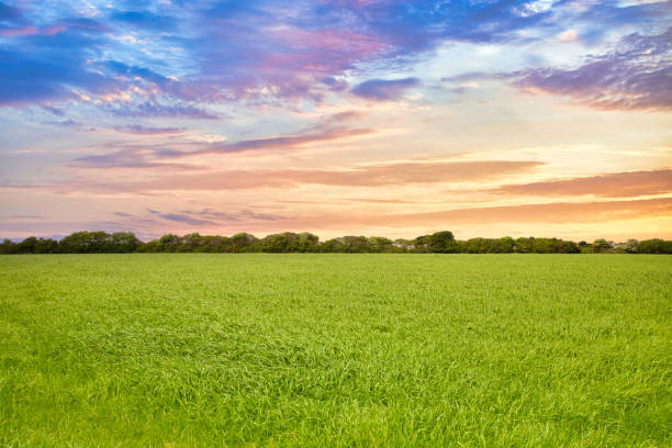 grass field at sunset - meadow cloudscape cloud landscaped imagens e fotografias de stock