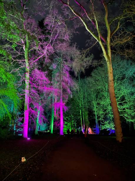 istock Trees illuminated in the night 1410274580