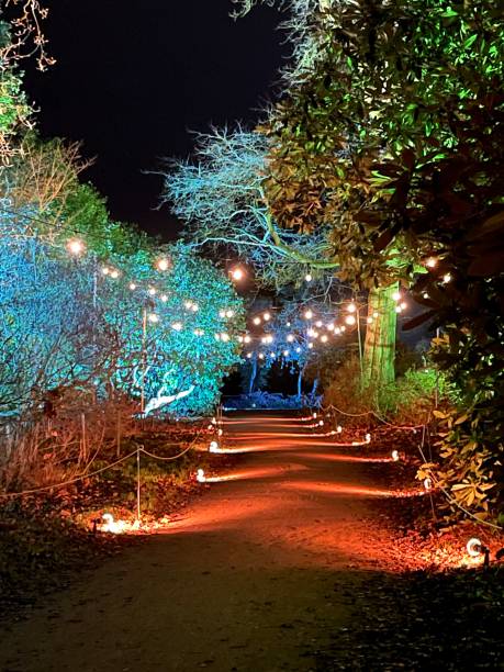 istock Magical Forest walk with lights 1410274592