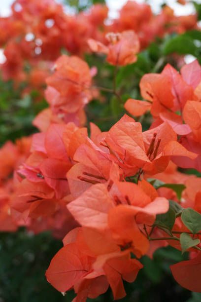 istock bougainvillea flowers in bloom 1410275614