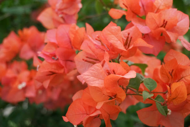 istock bougainvillea flowers in bloom 1410275737