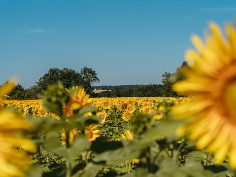 Vivid photo of sunflower field during sunny summer day