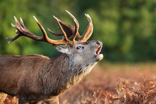 Portrait of a red deer stag calling during rutting season in autumn stock photo