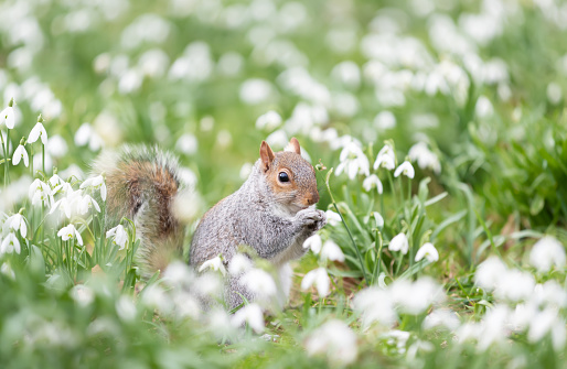 Close-up of a Grey Squirrel in snowdrops, spring in UK.