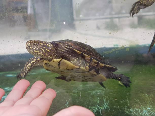 istock sea turtle in an aquarium 1410276269