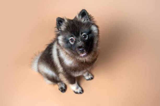 cucciolo di keeshond con occhiali bianchi - keeshond foto e immagini stock