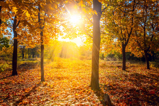 霧と金色の木々を通して太陽の光線が差し込む公園の晴れた秋の風景 - autumn oak tree sun ストックフォトと画像