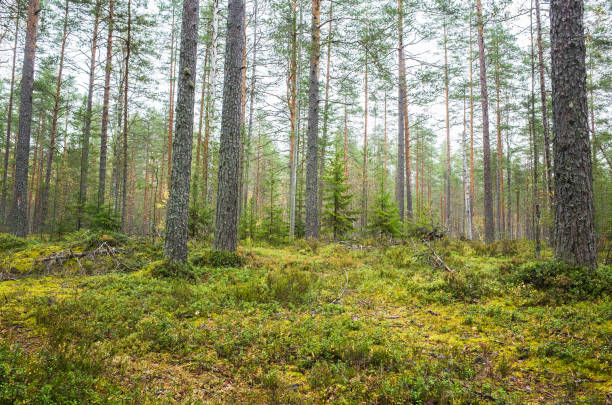 istock Coniferous forest on a daytime. Natural background 1410278574