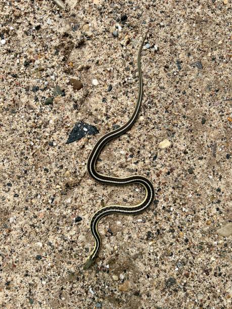 istock Garter snake on a gravel road 1410278621