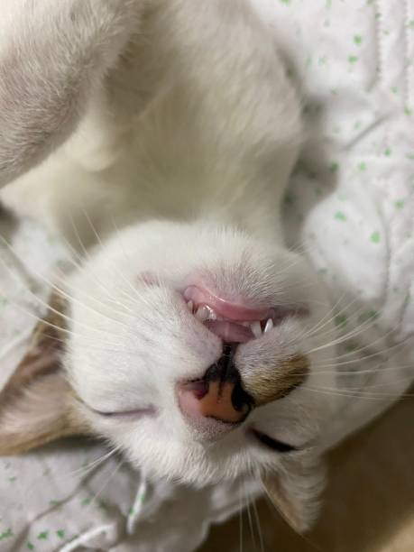 istock My cat sleeping , she is having sweet dreams 1410278793