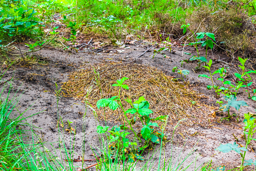 Ant hill with a lot of ants in natural beautiful panorama view on bog moor swamp pond between green plants trees in the forest of Pipinsburg in Geestland Cuxhaven Lower Saxony Germany.