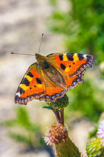 Lesser Fiery Copper Butterfly / Latin species name: Lycaena thersamon