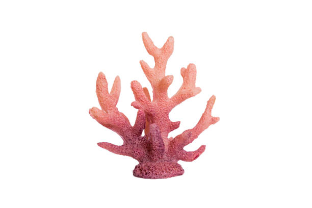 istock Pink decorative coral isolated on white background. perspective view 1410280175