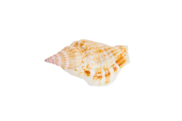 istock Sea shell isolated on white background. Close up seashell top view 1410280180