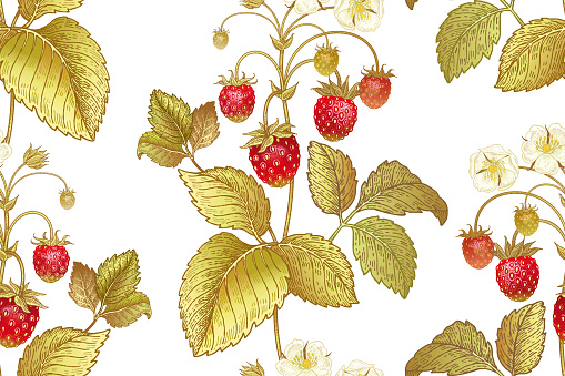 Seamless botanical pattern with flowers and berries of strawberry on white background. Vintage. Victorian style. Vector illustration. Template for kitchen design, packaging for food, paper, textiles.