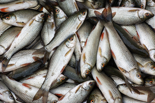 Fresh fish at the fish market