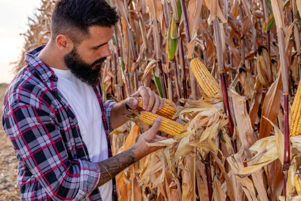 istock Farmer estimating the yield of the corn before the harvest. 1410281577