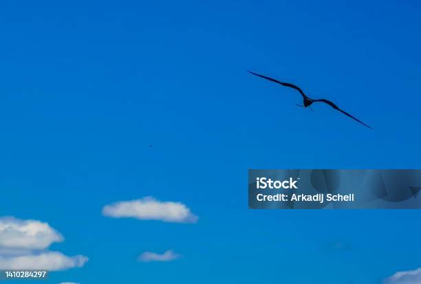 Fregat Birds Flock Fly Blue Sky Background Contoy Island Mexico Stock Photo - Download Image Now