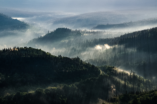 Early in the morning, an overview of the valley as the sun rises and its golden rays illuminate the fog from the forest. Gaspesie National Park, Mont Albert trail, Quebec, Canada