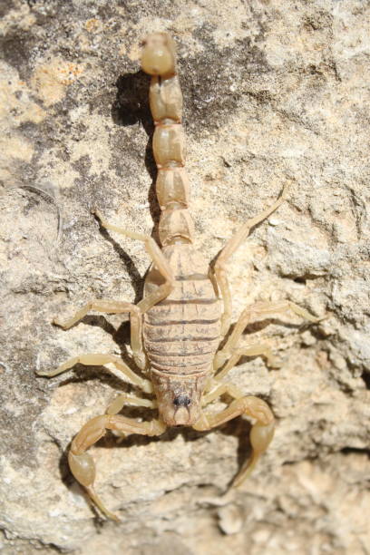 istock Yellow scorpion ready to attack 1410288137