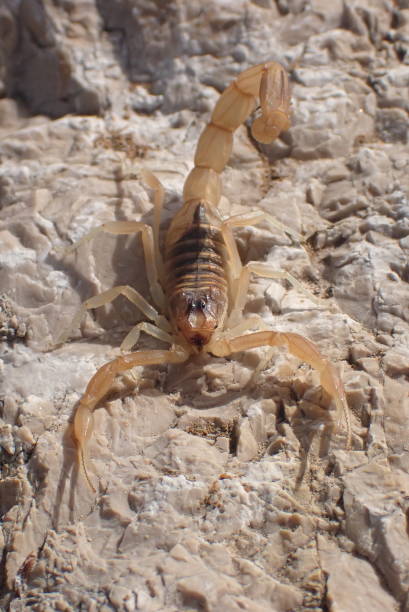 istock Yellow scorpion ready to attack 1410288195