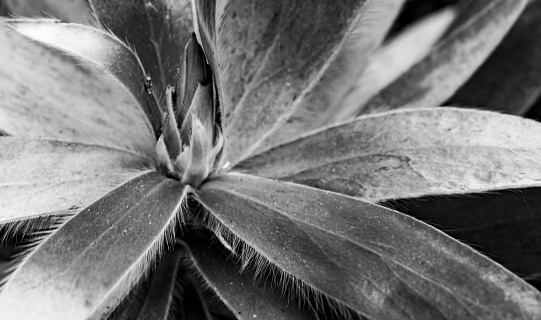 A black and white image of a plant covered in rain drops. 