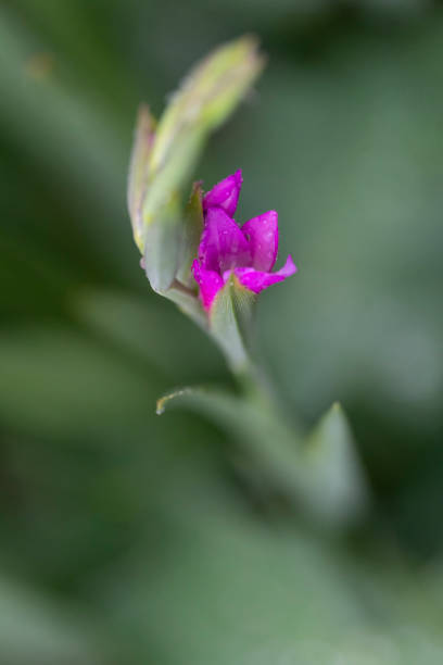 flor de gladiolo que se abre desde un brote - gladiolus single flower isolated tropical climate fotografías e imágenes de stock