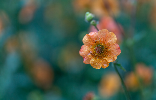 Background of orange gerbera flower macro shot.