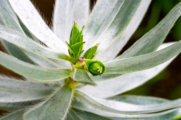 Succulent plant leaves.