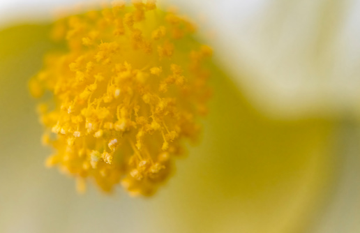 Yellow Welsh poppy (Meconopsis Cambrica)