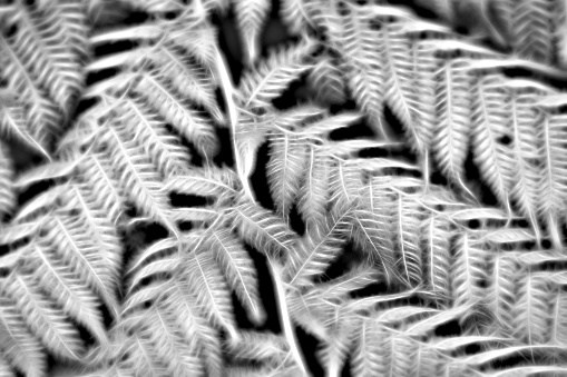 An abstract monochrome background of glowing fern fronds.