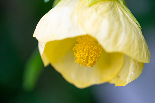 Yellow flower on a climbing hibiscus plant in the rain.