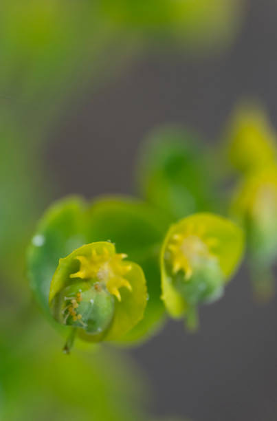 Plant with tiny yellow flowers.