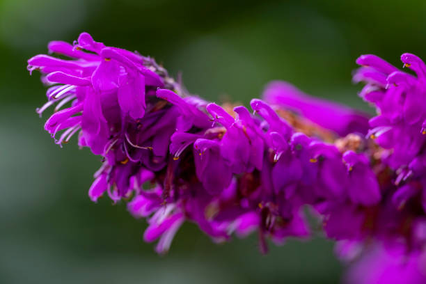 Salvia flowers macro close up for use as a background or plant identifier.