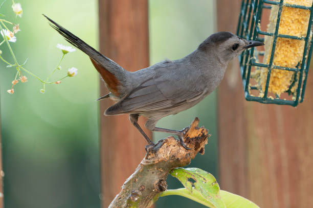 istock Gray Catbird at the Suet Feeder 1410289390