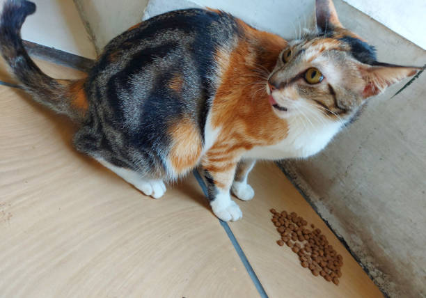 istock A cat is enjoying its food. 1410289419
