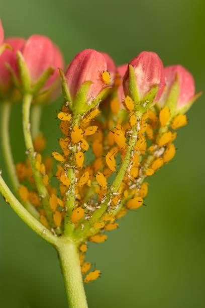 Aphid on the green plant