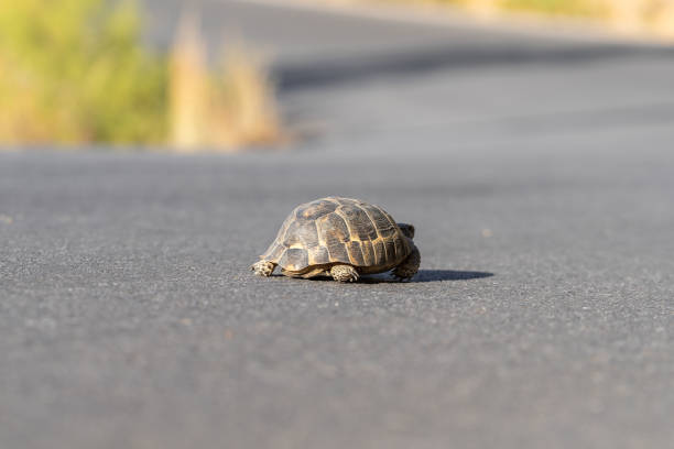 istock A turtle moves along an asphalt country road. 1410290644