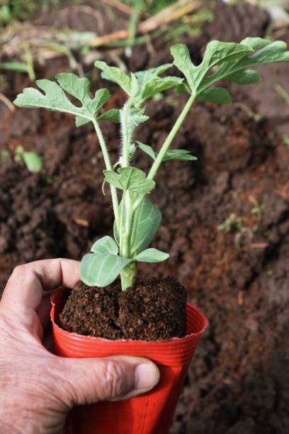 istock Watermelon cultivation in the vegetable garden. 1410290774