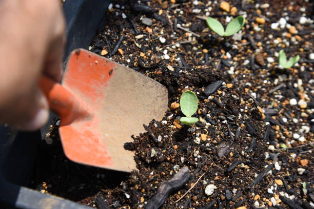 istock Watermelon cultivation in the vegetable garden. 1410290788