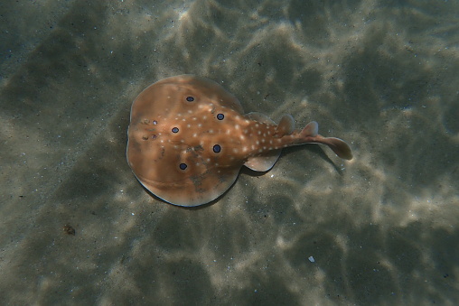 Beautiful but dangerous creature, electric ray swimming peacefully at the sea.