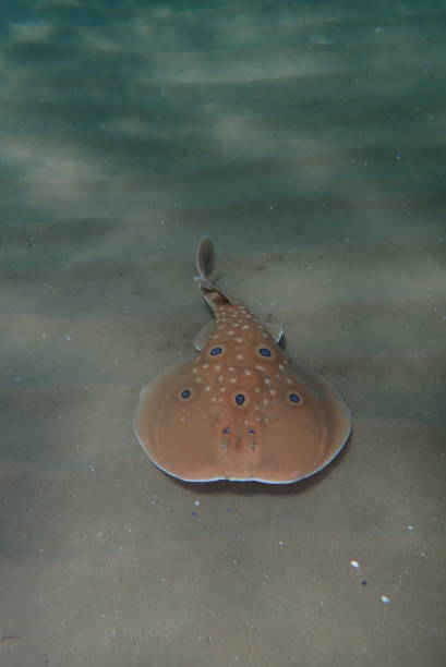 istock Electric ray swimming at the sea 1410291011